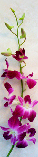 orchid